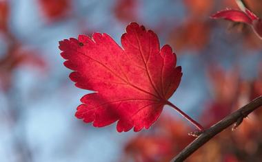 秋天红叶桌面壁纸