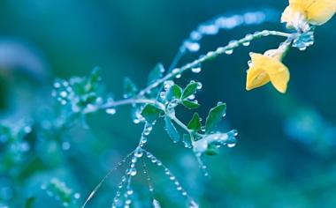 雨后的花草小清新桌面壁纸高清下载