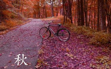 秋天落叶单车唯美桌面壁纸