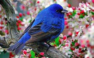 树枝上的蓝色小鸟桌面壁纸