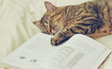 书熟睡的猫咪可爱桌面壁纸
