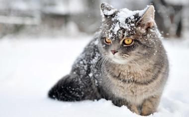 雪地里灰色的猫咪桌面壁纸