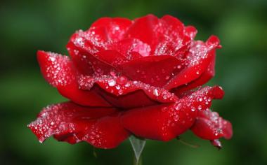 一朵红玫瑰花高清壁纸图片