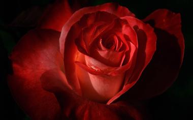 红色的玫瑰花壁纸高清大图