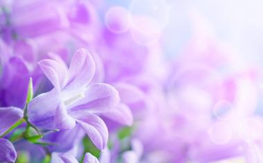 淡紫色的花朵高清壁纸