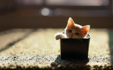 賣萌可愛的小貓圖片壁紙桌面