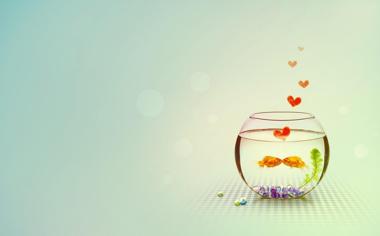 鱼缸里的爱心金鱼桌面背景图片