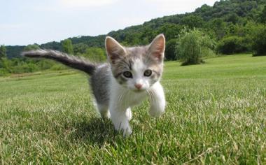 草上了可爱的小猫猫桌面壁纸