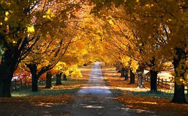 秋天梧桐树下的小路风景壁纸桌面