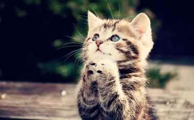 祈祷的小猫可爱桌面壁纸
