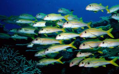 海底世界鱼群动态桌面壁纸