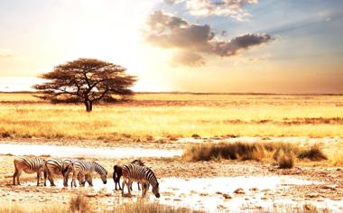 非洲草原斑马动物壁纸