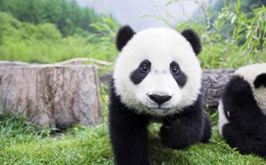 可爱的大熊猫萌高清壁纸