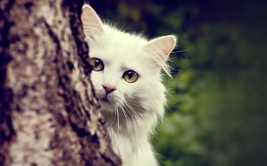 树后白色的猫咪可爱的萌旳壁纸