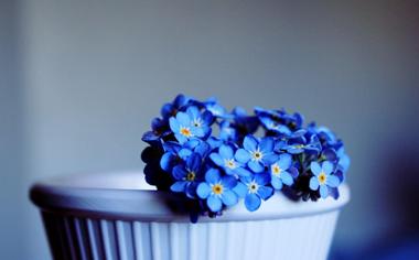蓝色唯美花朵高清桌面壁纸
