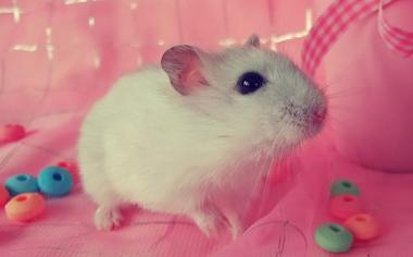 可爱的小白鼠高清动物壁纸