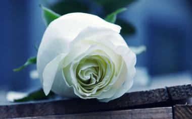 小清新白色玫瑰花高清壁纸下载