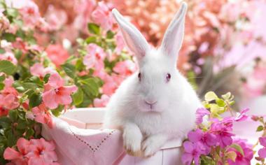 高清可愛的兔子壁紙桌面