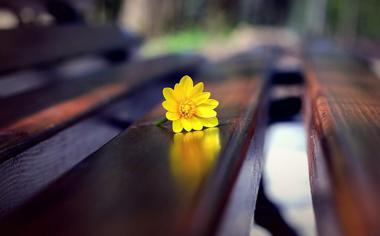 躺椅上的花朵高清唯美桌面壁纸
