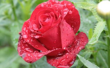 鲜艳的红色玫瑰花高清壁纸大全
