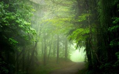 绿色森林道路深片高清自然风景桌面壁纸
