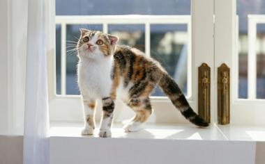 可爱猫猫萌宠壁纸