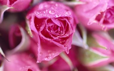 唯美的粉色玫瑰花高清壁纸下载