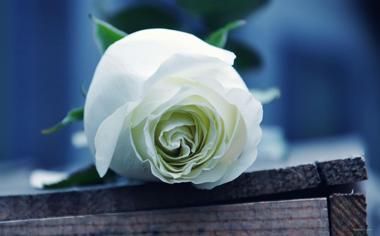 最美白色玫瑰花壁纸小清新图片
