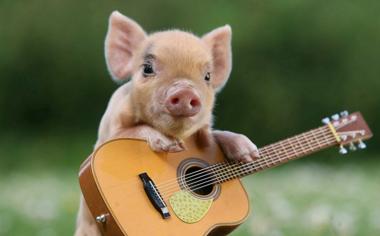 弹吉它的小猪高清可爱桌面壁纸