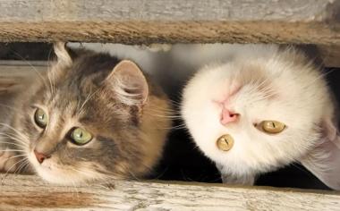 两只猫咪可爱桌面壁纸