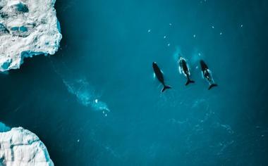 超漂亮的海洋鯨魚海鳥護眼壁紙圖片