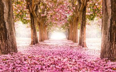 满地粉红色的樱花树道路桌面壁纸