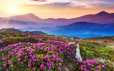 漫山遍野的鲜花风景桌面壁纸