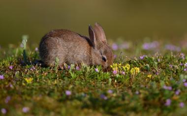 草地上的野兔动物壁纸图片