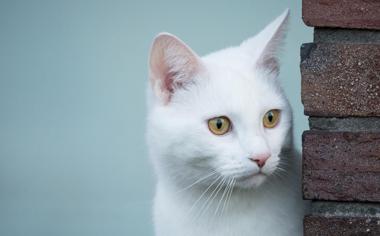 白色的小猫咪桌面壁纸