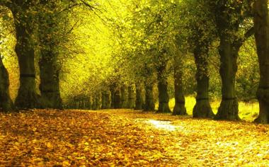 秋天,公园,黄色树叶,人行道,树木,自然风景桌面壁纸