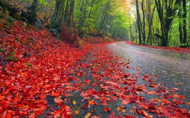 公路秋天红叶唯美风景桌面壁纸