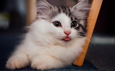 伸舌头的小猫可爱壁纸