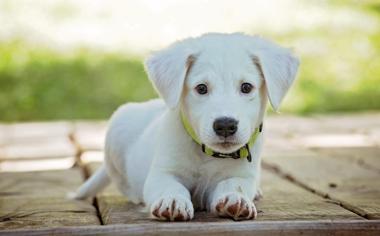 可爱的小白狗图片高清壁纸
