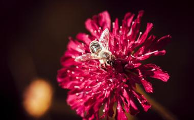 蜜蜂与花高清微距摄影图片