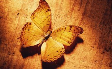 黄色蝴蝶标本个性壁纸下载