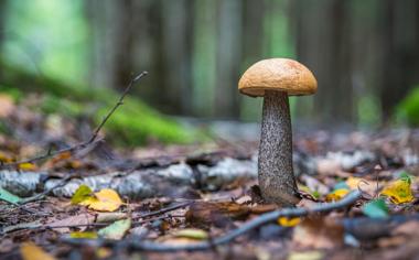 森林中漂亮的蘑菇素材图片大全