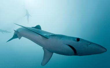 海底的鲨鱼图片高清宽屏壁纸下载