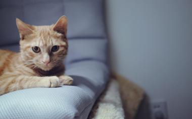 沙发上趴着的小奶猫咪可爱图片壁纸