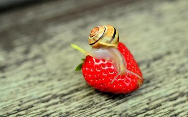 清新草莓上的蜗牛图片高清壁纸下载