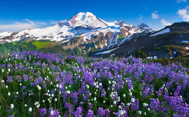 雪山下的花海图片高清风景桌面壁纸