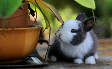 软萌可爱的小兔子图片桌面壁纸