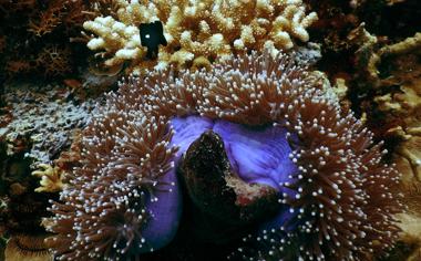 海里的珊瑚图片