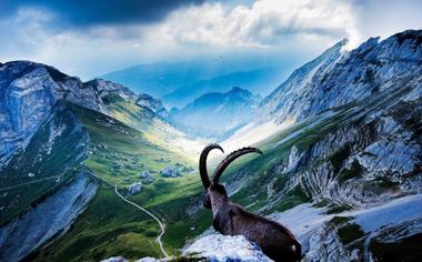 雪山上的山羊图片高清风景壁纸桌面