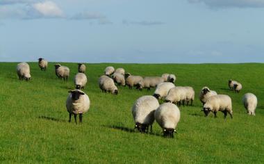 草地上绵羊图片真实照片